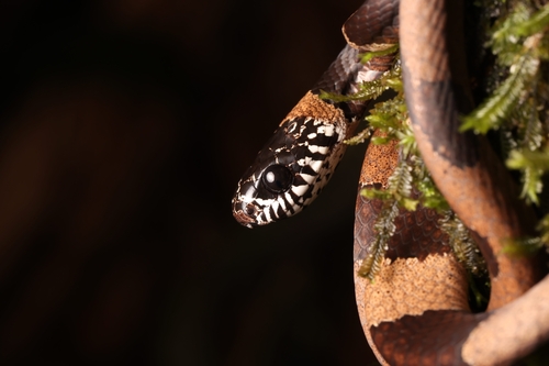 Dipsas palmeri