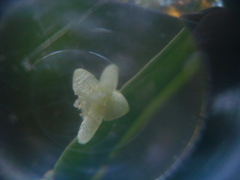 Rhipsalis micrantha