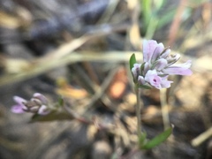 Polygonum spergulariiforme