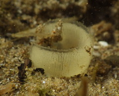 Haminoea virescens
