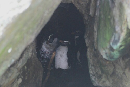 fiordland penguin (Eudyptes pachyrhynchus)