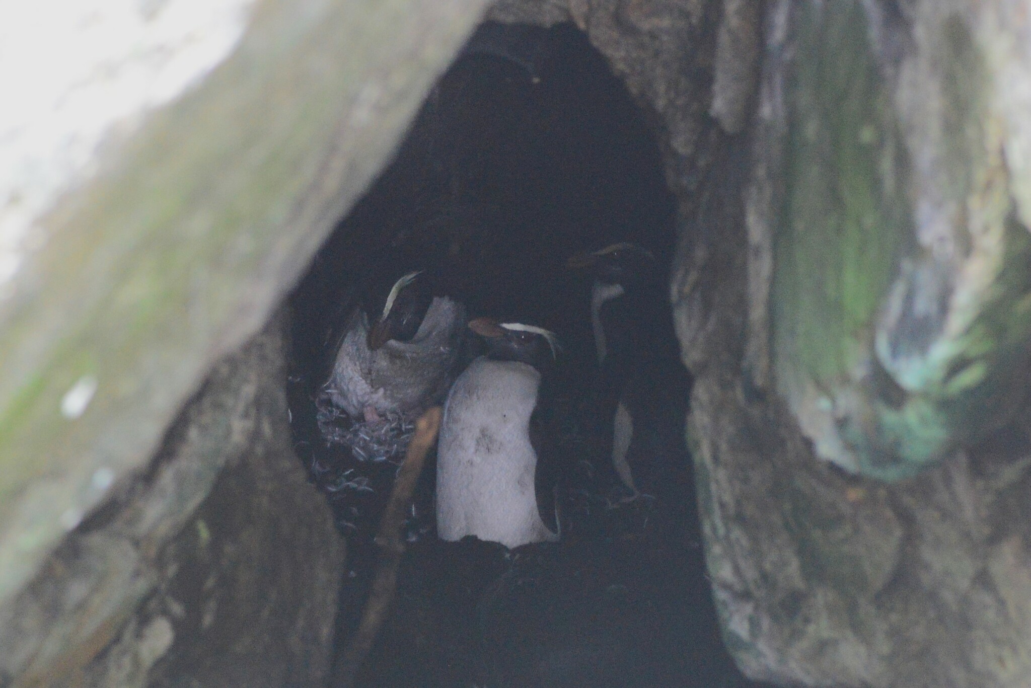 Fiordland Penguin (Eudyptes pachyrhynchus)