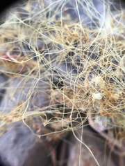 Cuscuta occidentalis