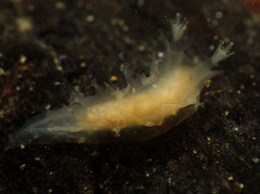 Tritonicula myrakeenae
