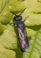 Hylaeus