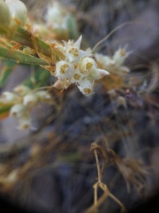 Cuscuta occidentalis