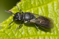 Hylaeus