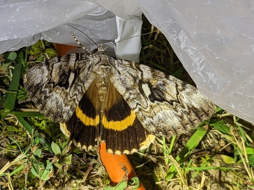 Yellow-banded Underwing photo 4