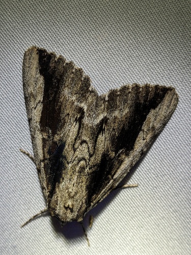 Angus’ Underwing photo 5
