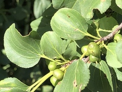 Rhamnus cathartica