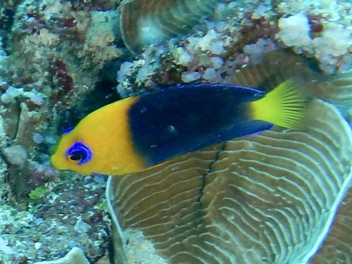Joculator angelfish (Centropyge joculator) — Pomacanthidae