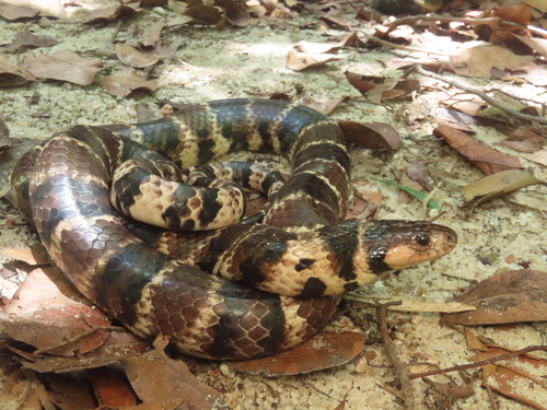 Photo of a Herrmann's Water Snake (Hydrodynastes bicinctus)