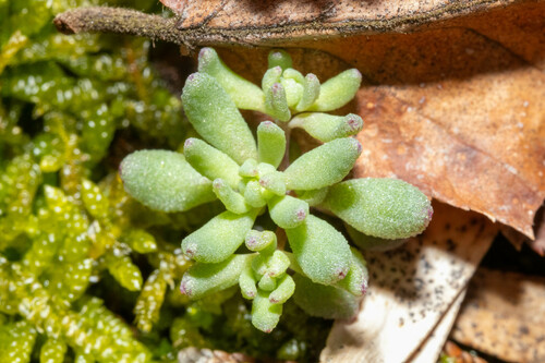 Sedum pusillum