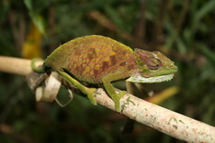 Trioceros montium