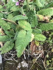 Betonica hirsuta