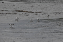 Chroicocephalus ridibundus