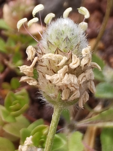 Plantago lagopus (Plantago lagopus)