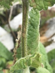 Betonica hirsuta