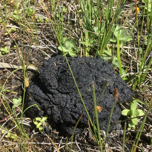 iNaturalist observation photo of American Black Bear