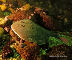 Discopyge tschudii