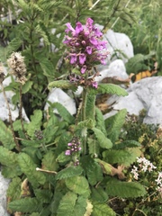 Betonica hirsuta