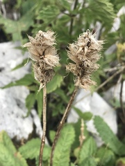 Betonica hirsuta