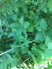 Lonicera caerulea cauriana
