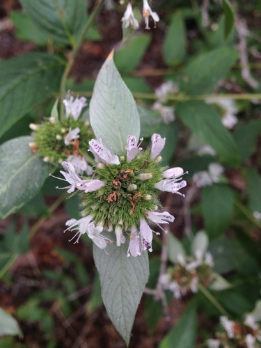 Pycnanthemum beadlei