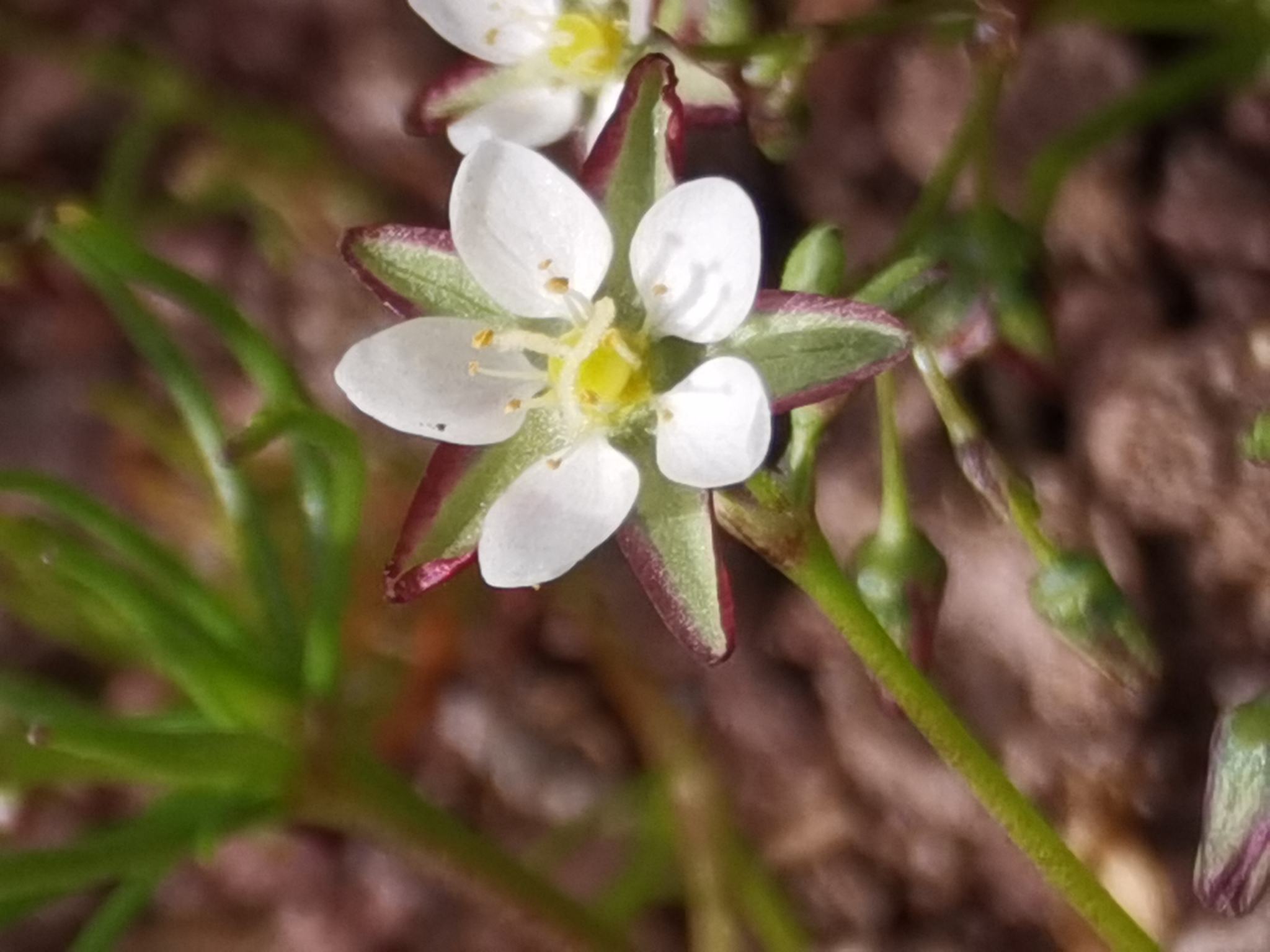 Esparcilla