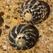 Zebra Top Snail - Photo (c) Louise Woo, some rights reserved (CC BY-NC-ND), uploaded by Louise Woo
