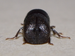 Sinoxylon unidentatum