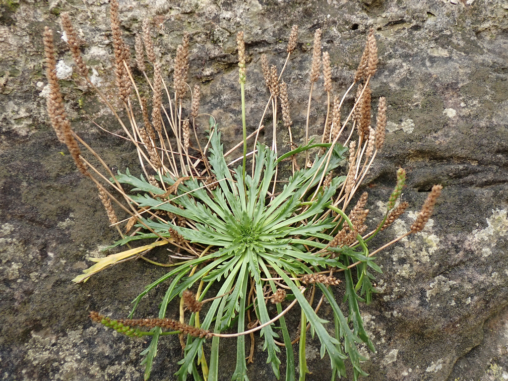 Plantago coronopus — a medium houseplant, prefers full sun light