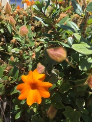 Tithonia rotundifolia