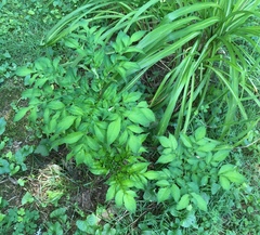 Amorphophallus konjac