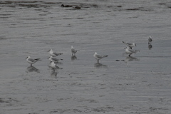 Chroicocephalus ridibundus