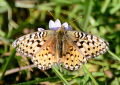 Speyeria egleis
