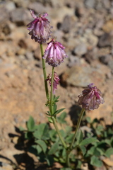 Trifolium productum