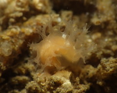 Tritonicula myrakeenae