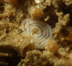 Tritonicula myrakeenae