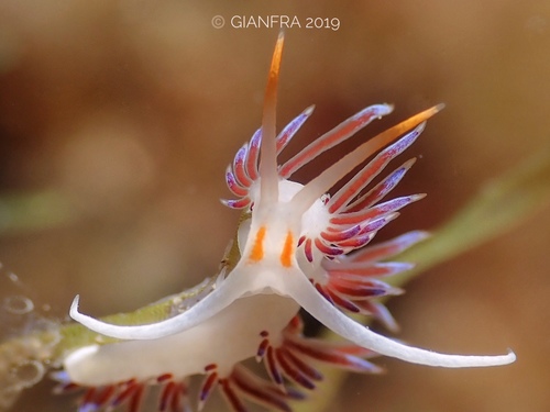 Cratena Slug, photo 3 of 10