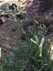 Silene douglasii