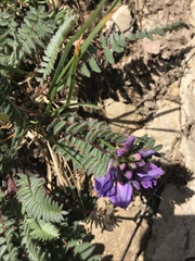 Oxytropis montana