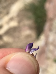 Oxytropis montana