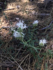 Monardella odoratissima pallida