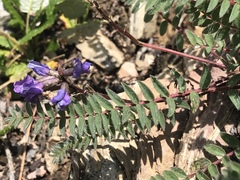 Oxytropis montana
