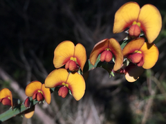 Bossiaea scolopendria