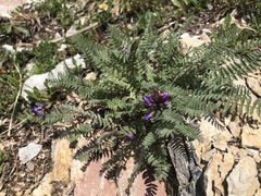 Oxytropis montana