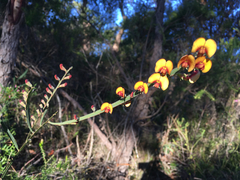 Bossiaea scolopendria