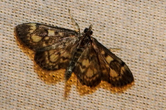 Herpetogramma thestealis