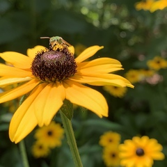 Agapostemon splendens